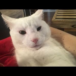 Meet your Posher, Jay